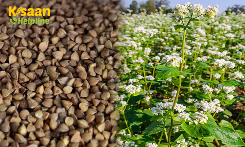 Buckwheat Millet (कुट्टू की खेती)